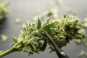 Harvest weed time has come. The sugar leaves on buds. Mans hands trimming marijuana bud.