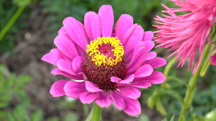 Obraz premium Jesienne kwiaty w ogrodach działkowych w Polsce