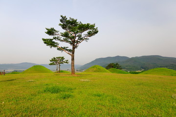 Obraz premium 소나무와 들판이 보이는 아름다운 풍경