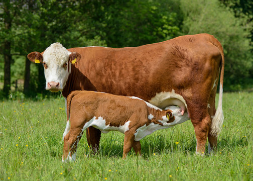 Kalb trinkt bei Mutter, Kuh s&auml;ugt auf einer Wiese ihr Kalb, S&auml;ugetier trinkt Milch, K&auml;lbchen trinkt Milch, braune Mutterkuh mit ihrem trinkenden K&auml;lbchen, Hausrind s&auml;ugt ihr Jungtier auf Wiese