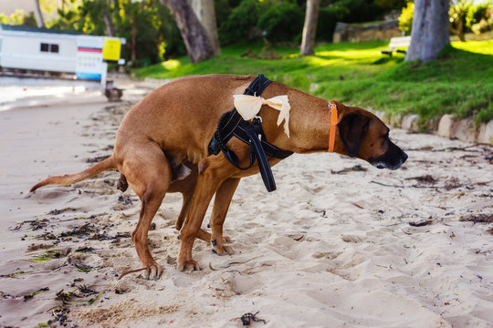 dog pooing on the beach
