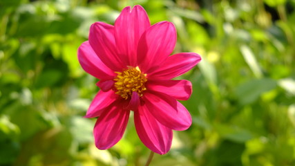 Obraz premium Kwiaty lata w Polsce