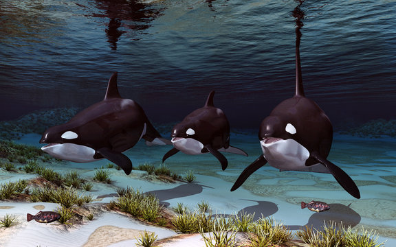 Drei Schwertwale in einer Unterwasserlandschaft