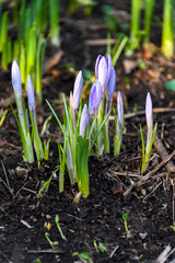 Flowering crocuses or crocuses with purple petals (Spring Crocus). Crocuses are the first spring flowers that bloom in early spring.