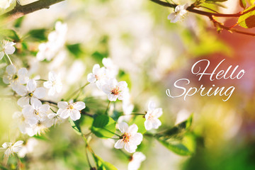 Beautiful spring card with blooming cherry tree branch in sunny day. White flowers. Selective focus, close up, Hello Spring text