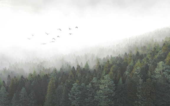 Nadelwald im Nebel