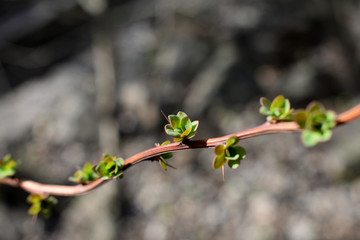 Springtime