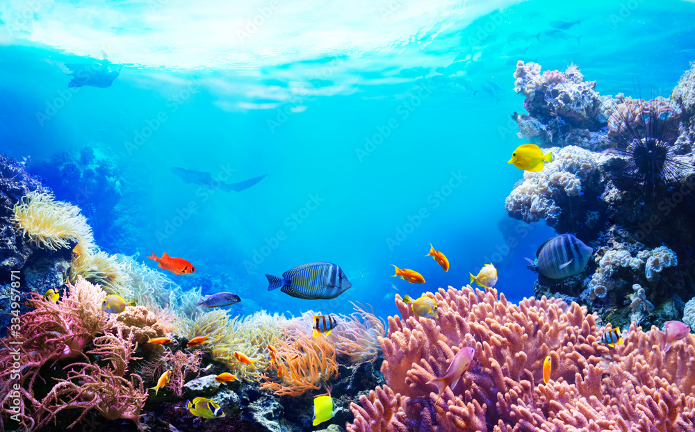 Wall mural animals of the underwater sea world. ecosystem. colorful tropical fish. life in the coral reef.