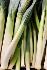 Fototapeta premium Banch of fresh leek in the market counter. Vegetables background texture. Advertisement backdrop