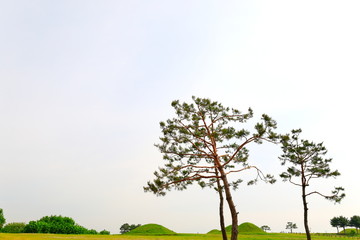 Obraz premium 소나무와 들판이 보이는 아름다운 풍경