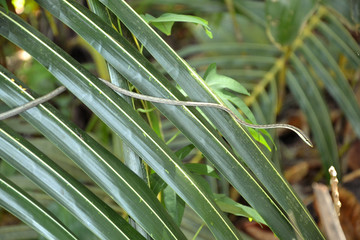 Baumschnüffler  Nasen-Peitschennatter (Ahaetulla nasuta)  Natter  Wilde grüne Schlange tarnt sich in Blättern im Dschungel von Costa Rica © Maike
