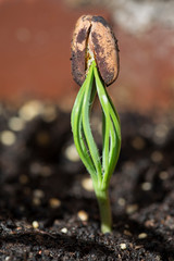 Pine germinating from seed.