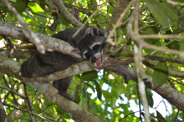Wilder Waschbär streckt seine Zunge raus in Baum in Costa Rica 