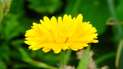 Kwiaty  w Strzelcach Opolskich © Roman