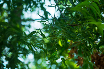 Ayurvedic neem plant beans closeup. asian ayurvedic herbal tree neem low angle view | north indian herbal plants image
