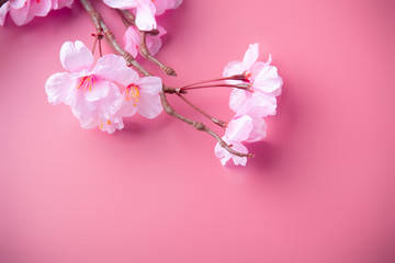 Artificial cherry blossom flower on pink background. Spring season image.