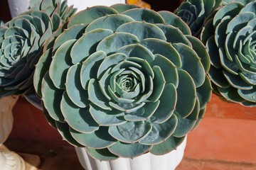 beautiful rose shape big green succulent pot plant against morning warm sunlight. petals is spread in fibonacci spiral and it has some water drop on it. 
