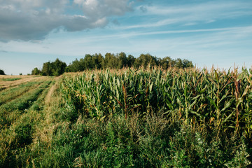 Obraz premium Corn field with trees in the background