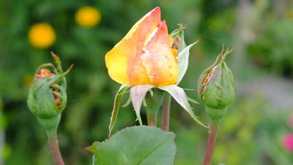 Kwiaty lata w Polsce