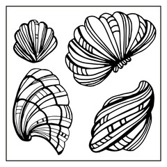 Seashells, mollusks vector graphic sketch handdraw 