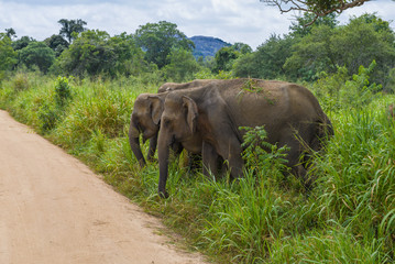 Fototapeta na wymiar Wild Ceylon elephants on a country road. Sri Lanka
