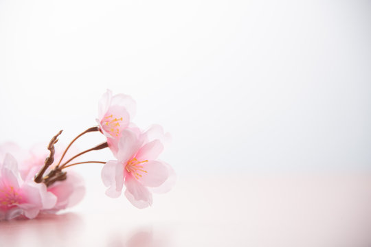 Artificial cherry blossom flower on white background.
Spring season image.