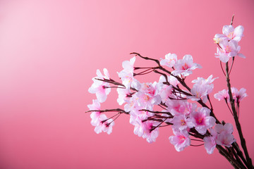 Fototapeta na wymiar Artificial cherry blossom flower on pink background. Spring season image.