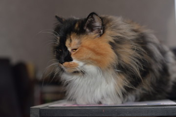 portrait of a cute tricolor cat