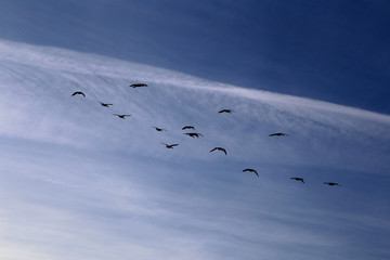 Zugvögel am Blauen Himmel im Spät Sommer
