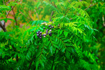 curry leaves images | curry leaf seeds are grown. rainy season curry leaves images  | north indian curry leaves