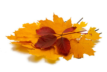 autumn leaves isolated