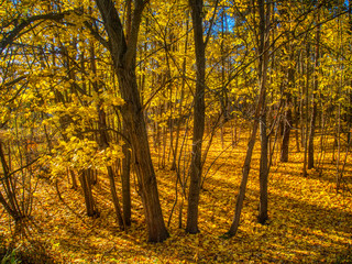 Fototapeta na wymiar autumn in the forest with ground full of yellow leaves