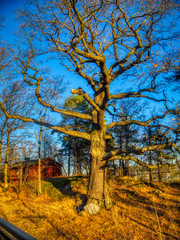 bare oak tree in autumn and blue sky