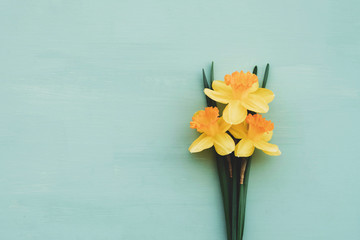 Yellow daffodil flowers in full bloom on turquoise background.