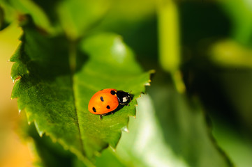 Marienkäfer auf einem Blatt