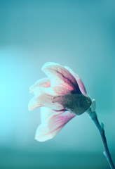  Delicate magnolia flowers in the garden. Vintage photo.