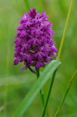 Makroaufnahme von Knabenkraut in Portraitformat