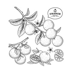 Vector Sketch citrus fruit decorative set. Orange. Hand Drawn Botanical Illustrations. Black and white with line art isolated on white backgrounds. Fruits drawings. Retro style elements.