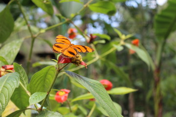 Schmetterling in Panama