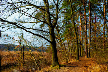 Early spring landscape of mixed European forest thicket and wetlands at the Czarna river nature reserve in Mazovia region of Poland