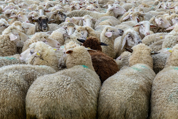 Weiße Schafe dicht in einer Herde mit einem schwarzen Schaf