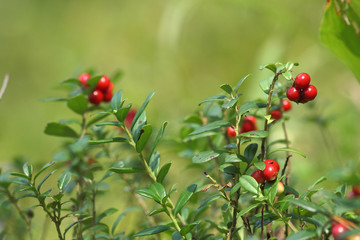 red ripe lingonberries in forest
