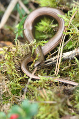 Wild snake in the forest