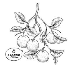 Vector Sketch citrus fruit decorative set. Orange. Hand Drawn Botanical Illustrations. Black and white with line art isolated on white backgrounds. Fruits drawings. Retro style elements.