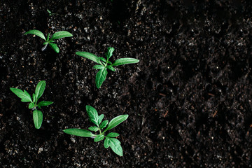 Naklejka premium a few fresh young shoots of plants against the ground
