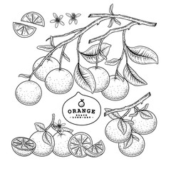 Vector Sketch citrus fruit decorative set. Orange. Hand Drawn Botanical Illustrations. Black and white with line art isolated on white backgrounds. Fruits drawings. Retro style elements.