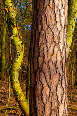 Early spring landscape of mixed European forest thicket with Scots pine tree - latin Pinus Sylvestris - trunk bark at the Czarna river nature reserve in Mazovia region of Poland - obrazy, fototapety, plakaty