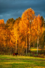 autumn landscape with trees and blue sky and horse grazing