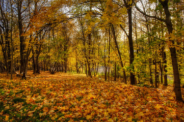autumn in the forest with ground full of yellow leaves