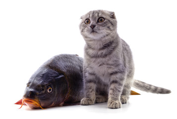 Cat and fish.